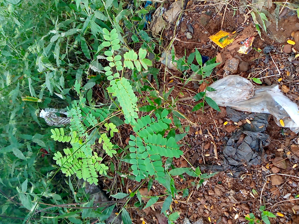 seedling