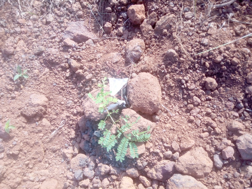 seedling