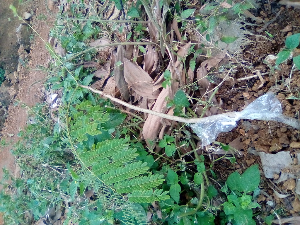 seedling