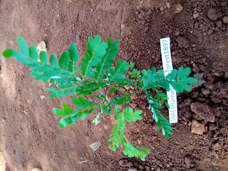 seedling
