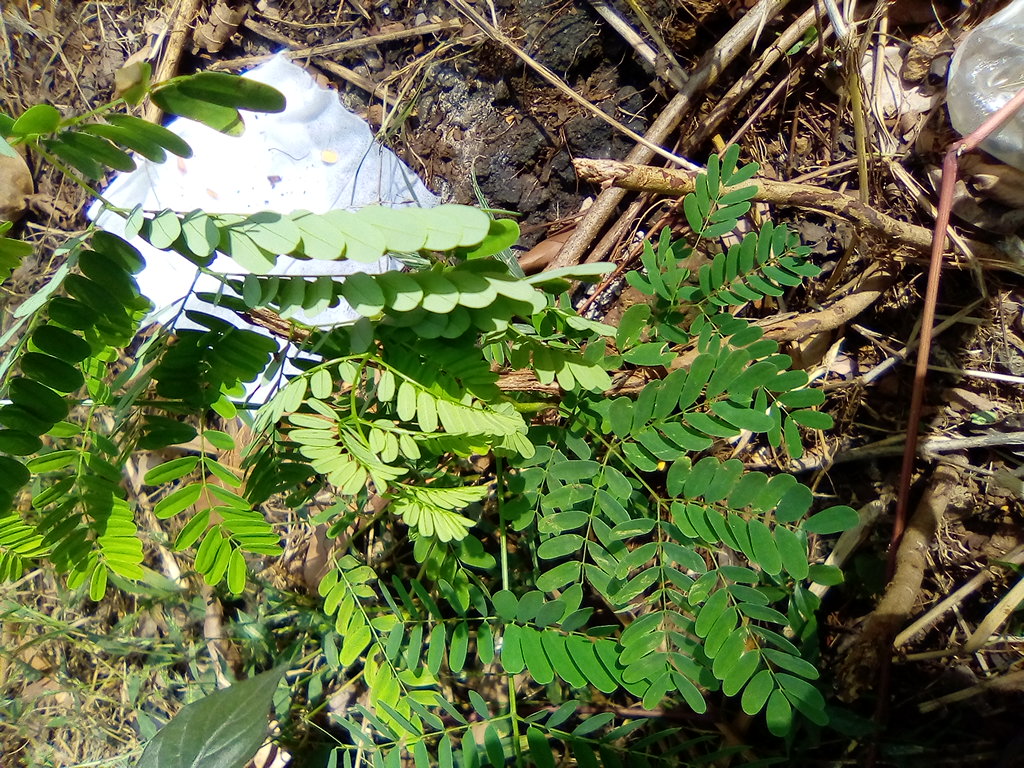 seedling