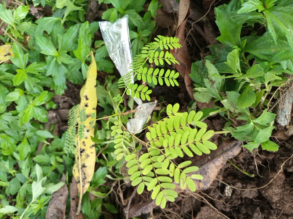 seedling