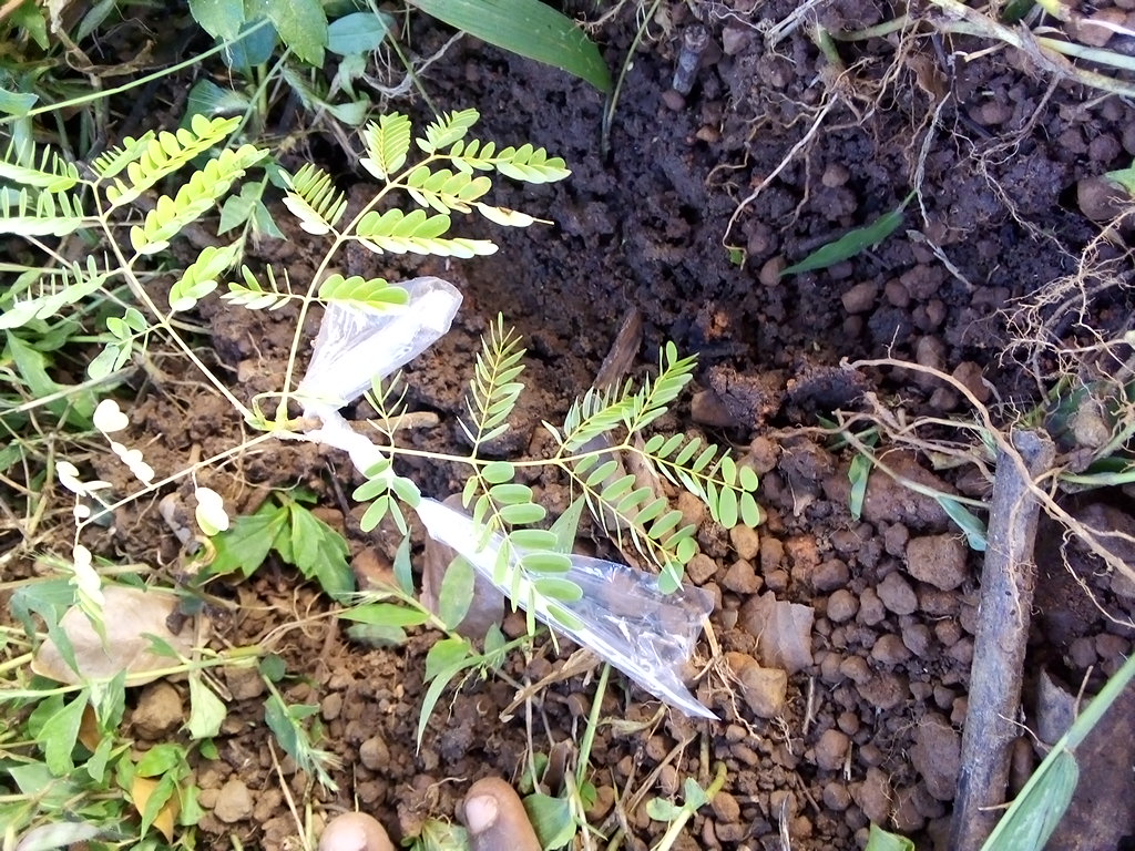 seedling