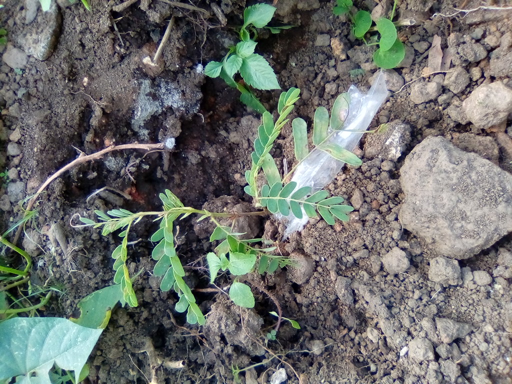seedling