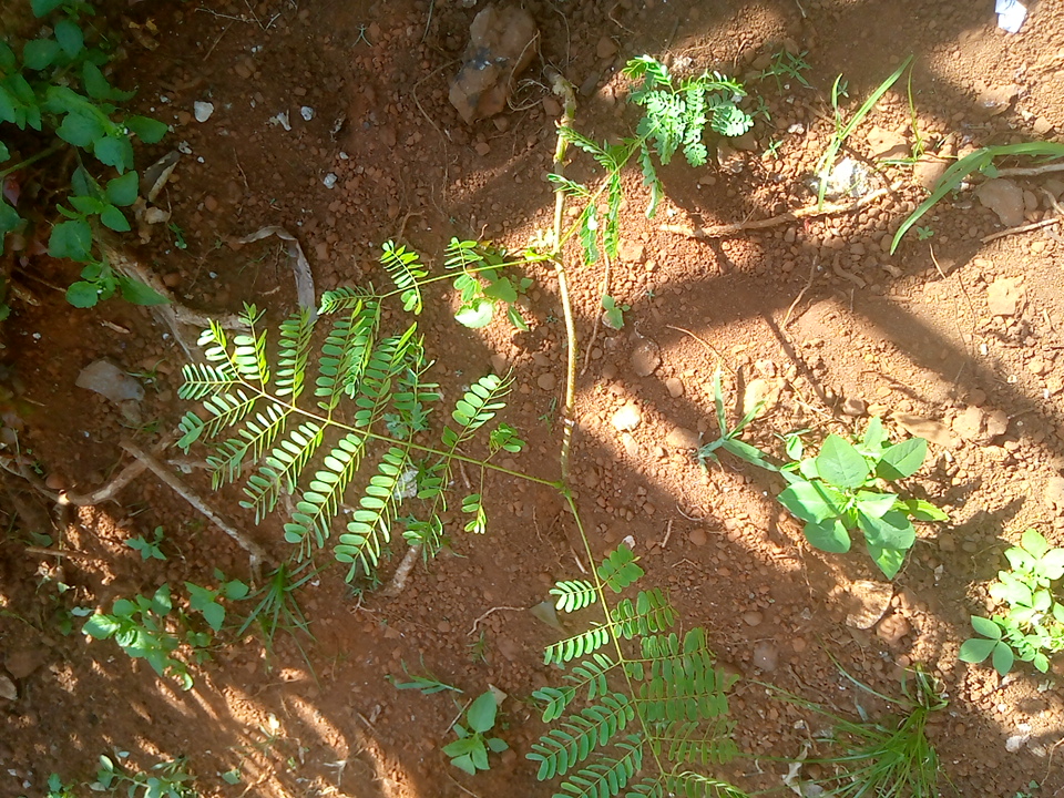 seedling