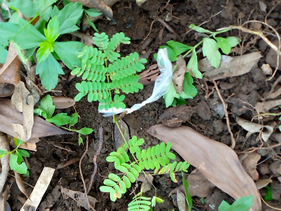 seedling