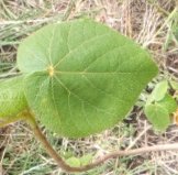 seedling