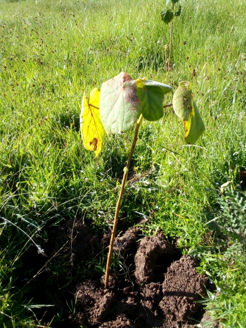 seedling