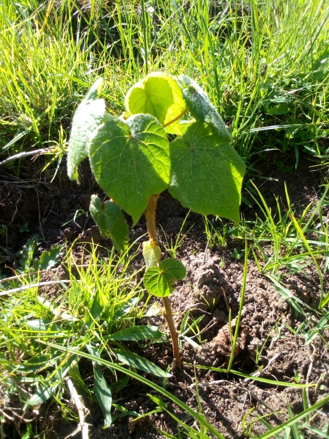 seedling