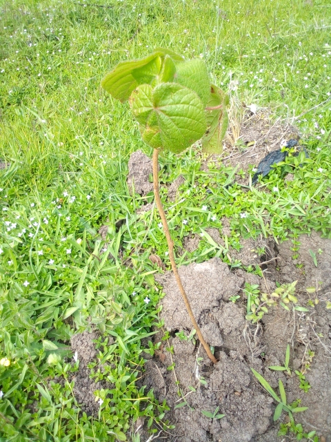seedling