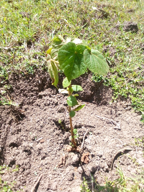 seedling