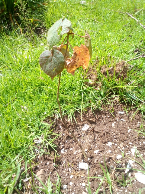 seedling