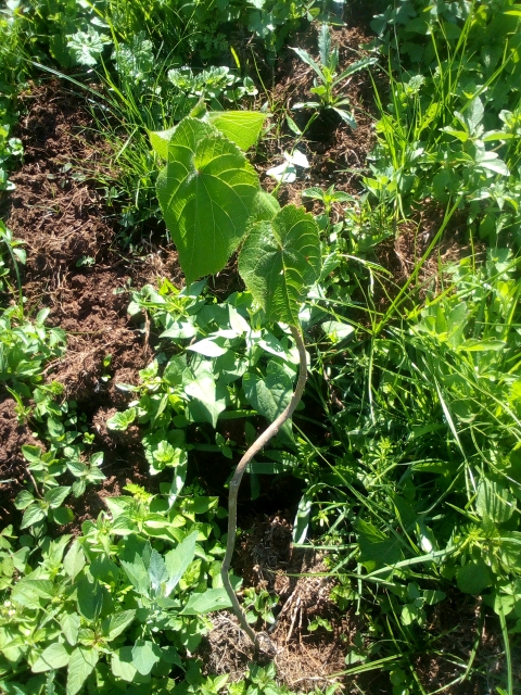 seedling