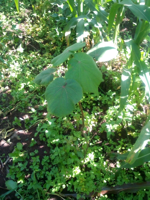 seedling