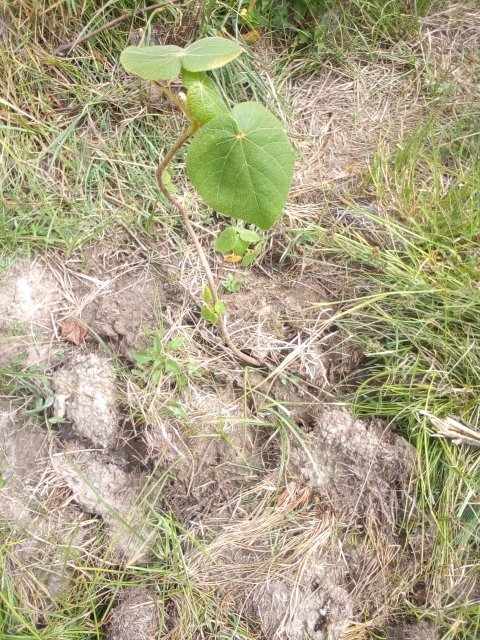 seedling
