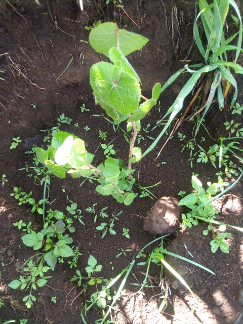 seedling