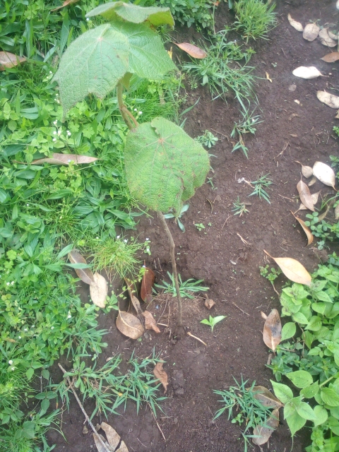 seedling