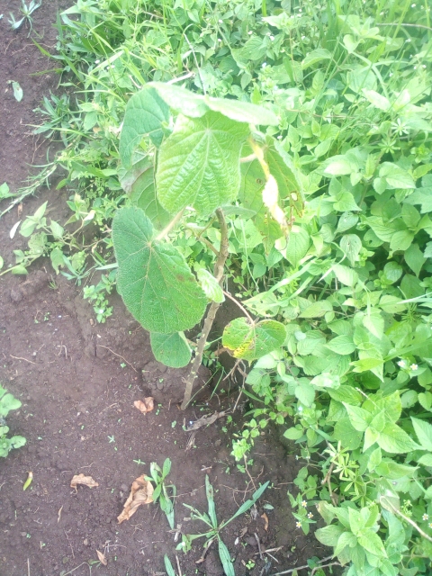 seedling