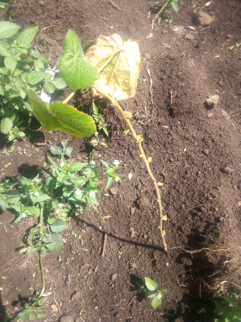 seedling