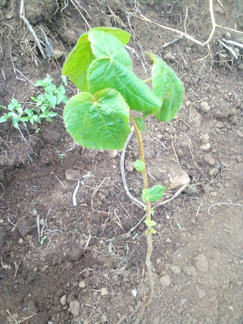 seedling