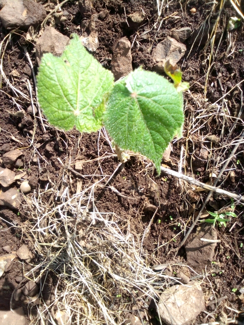 seedling