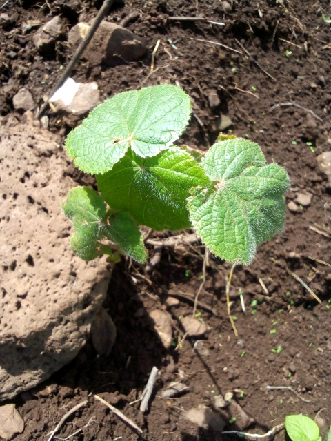 seedling
