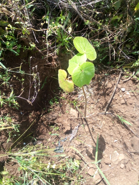 seedling