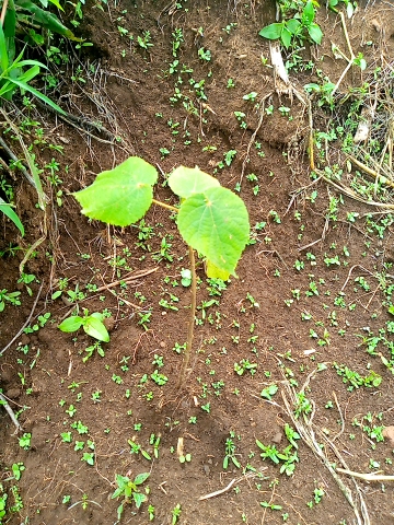 seedling