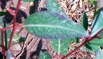 seedling