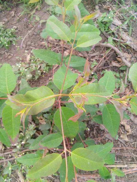 seedling