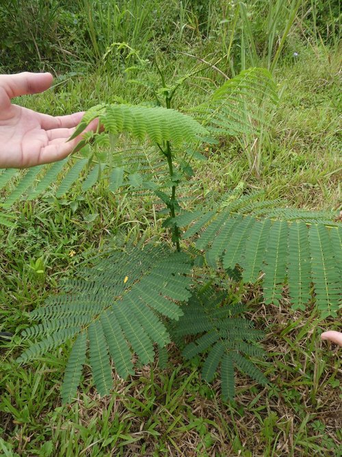 seedling