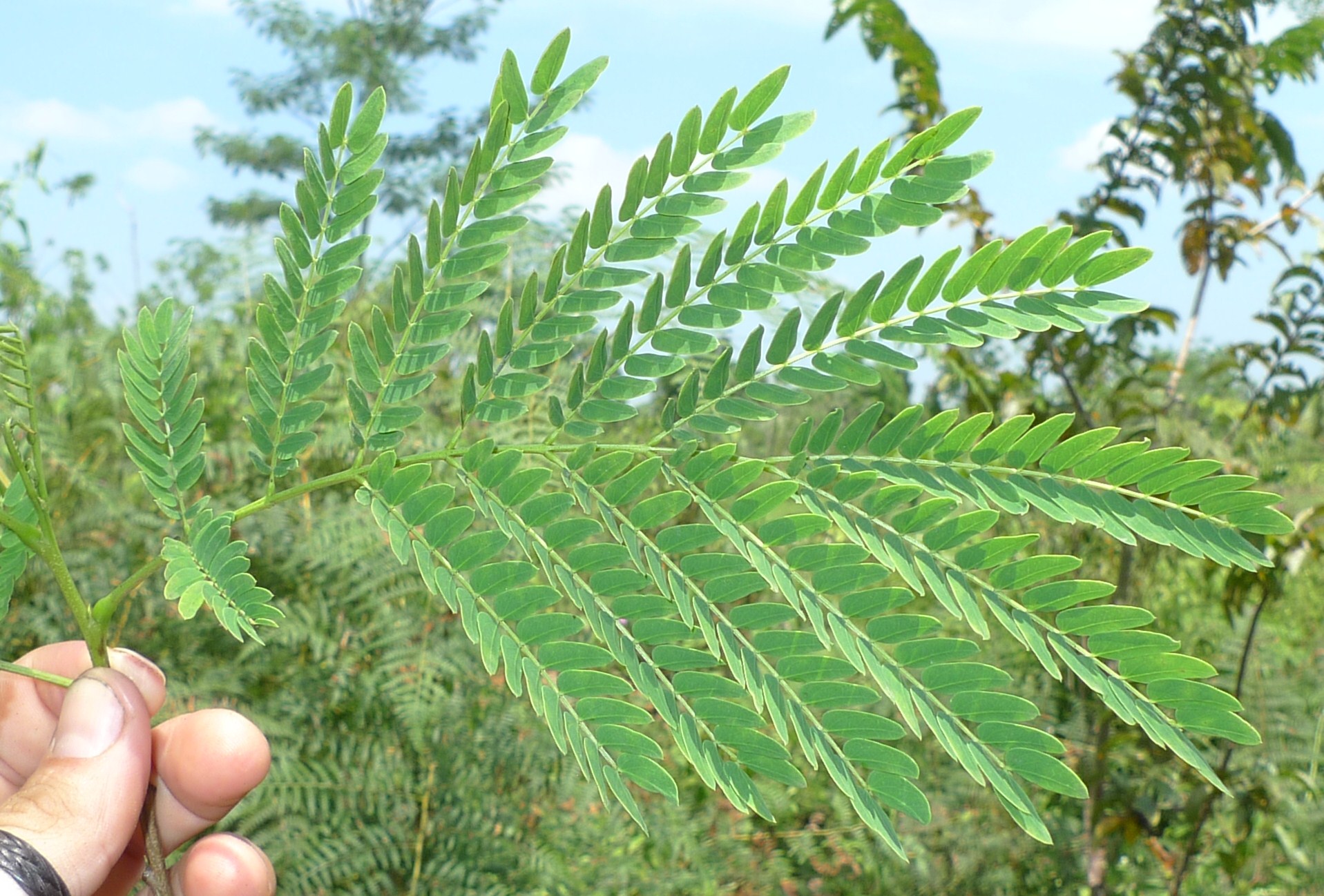 seedling