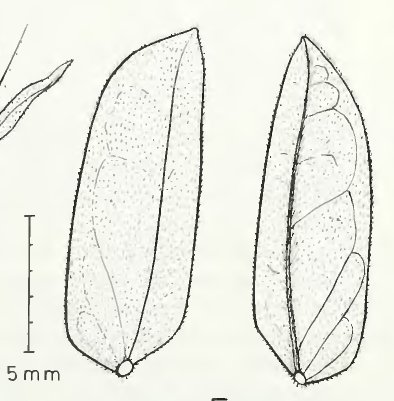 seedling