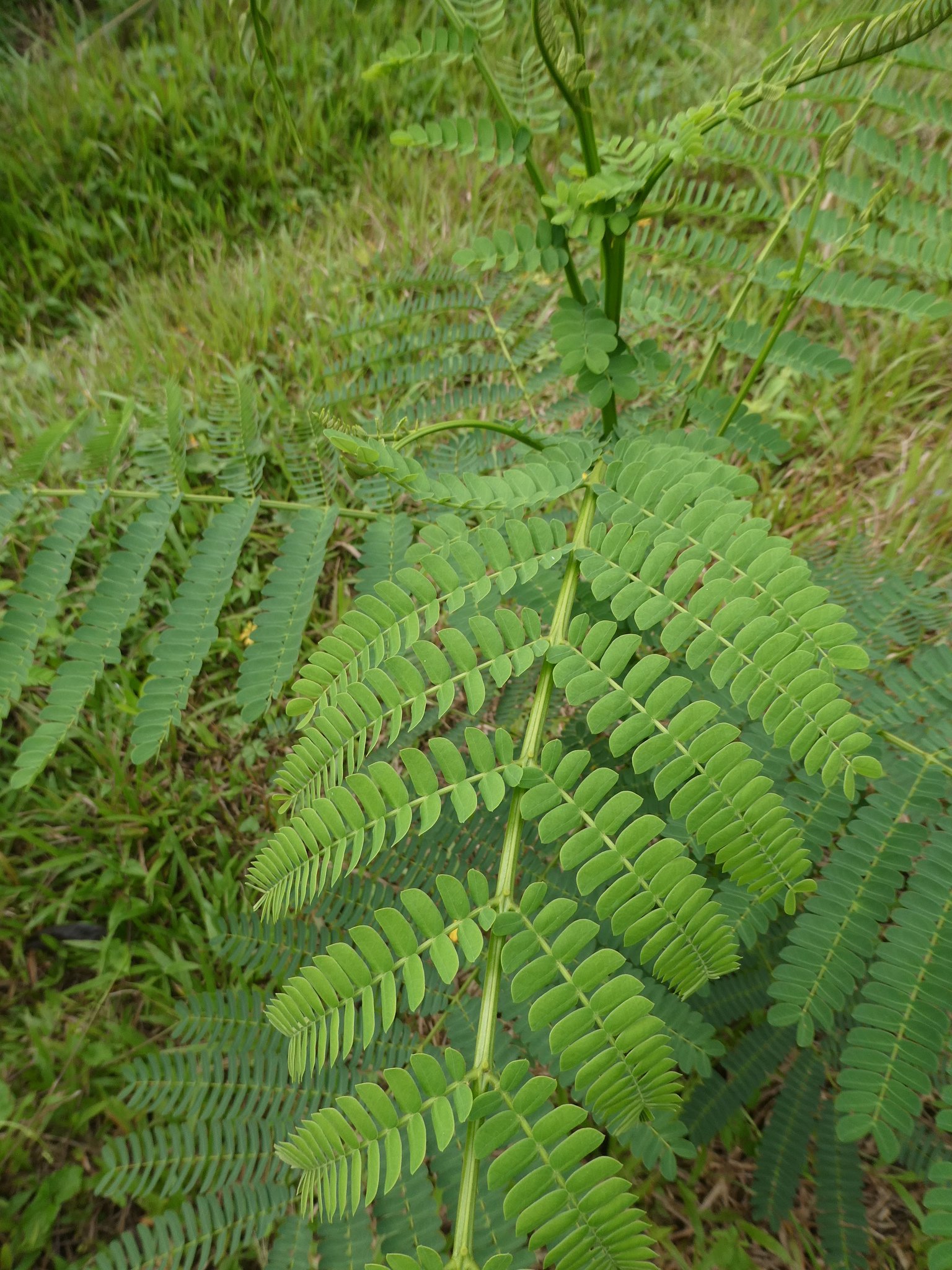 seedling