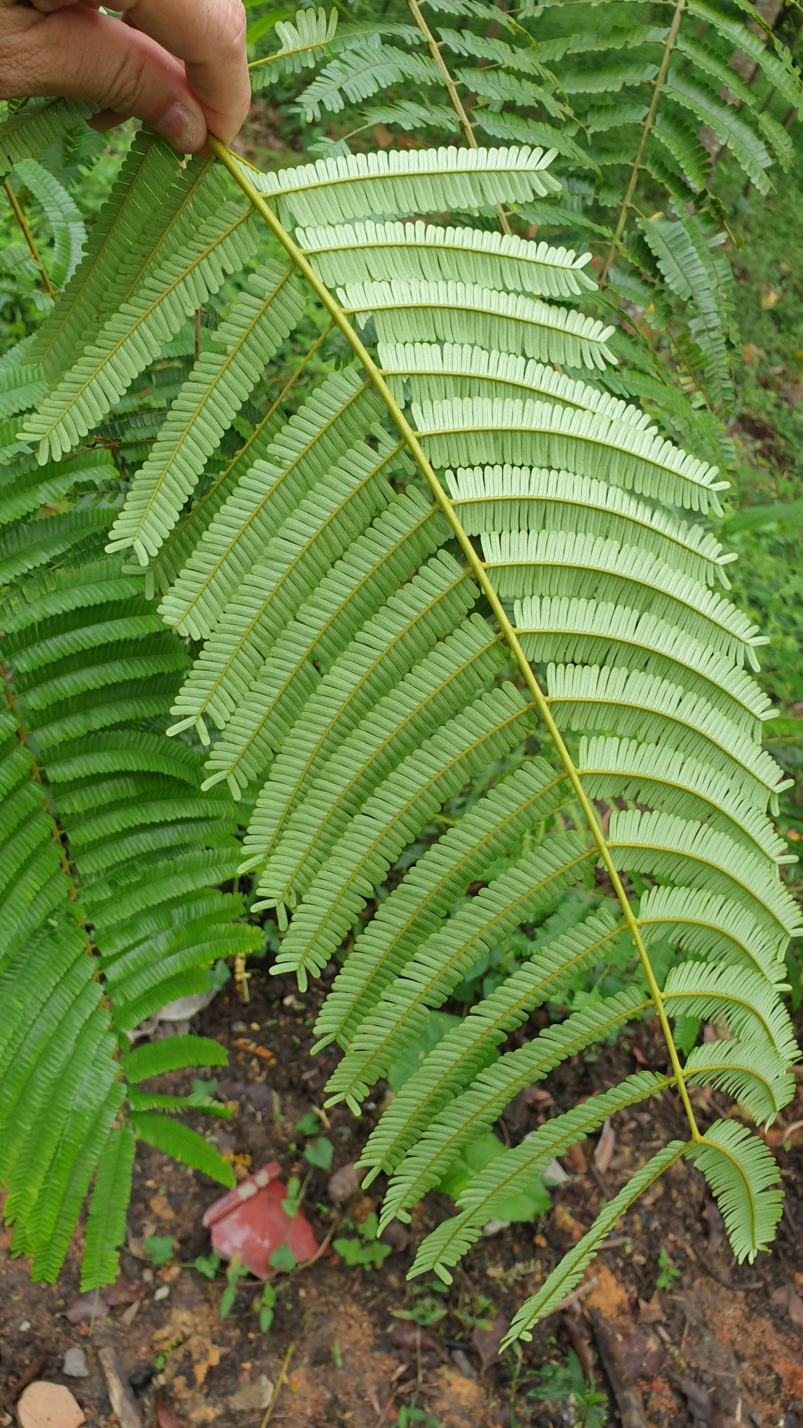 seedling