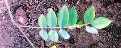 seedling