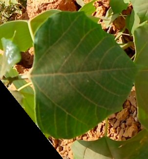 seedling