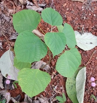 seedling
