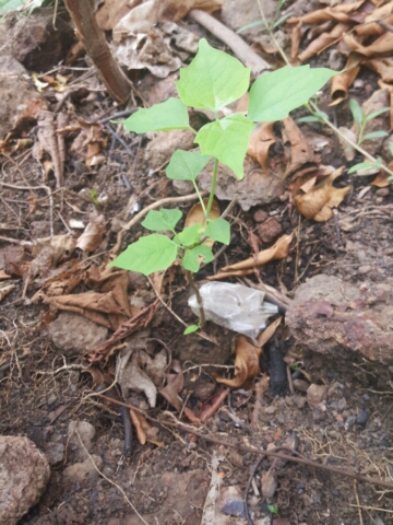 seedling