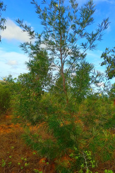 seedling