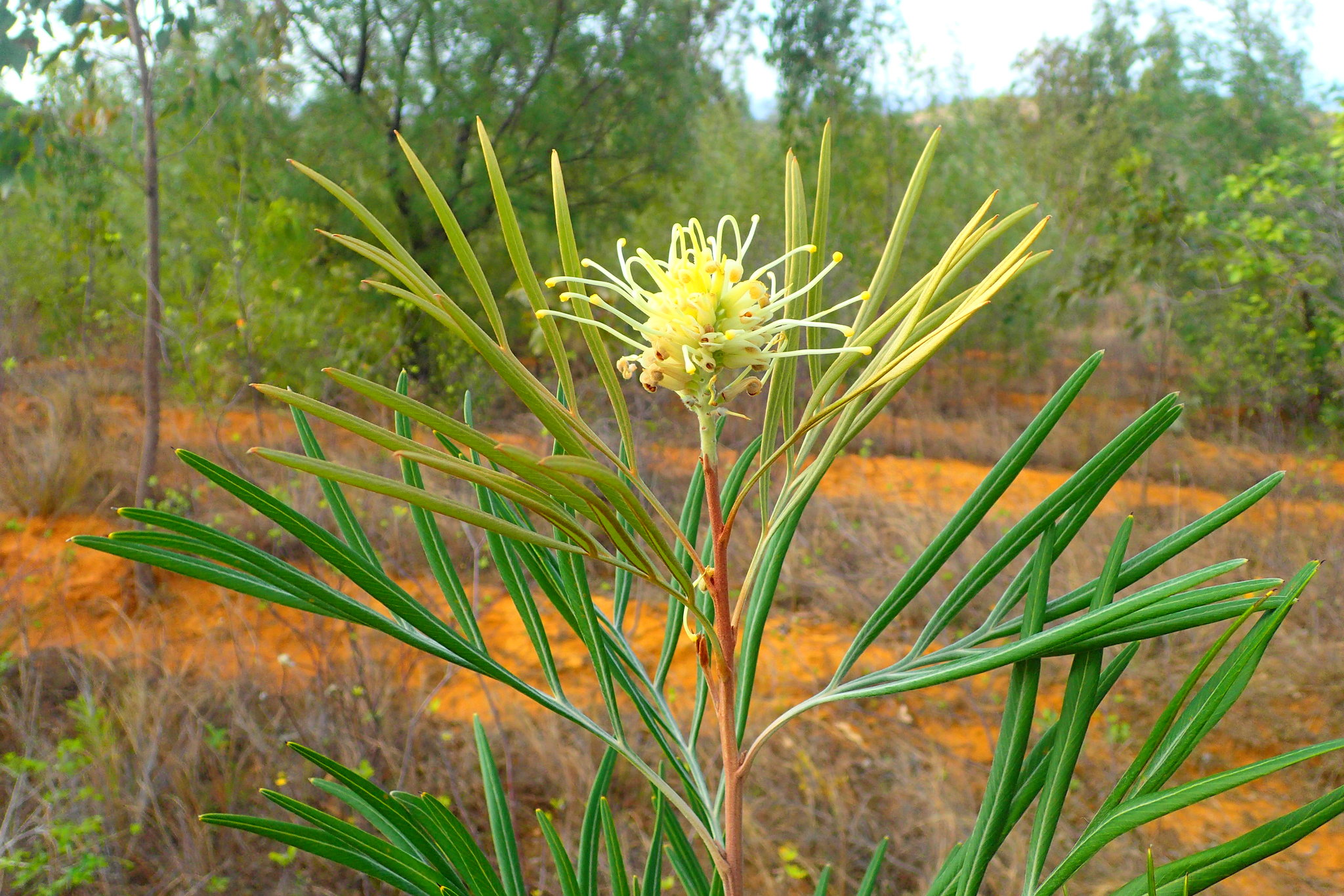 seedling