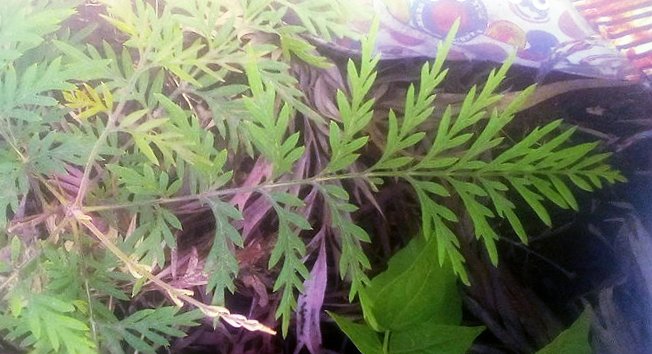 seedling