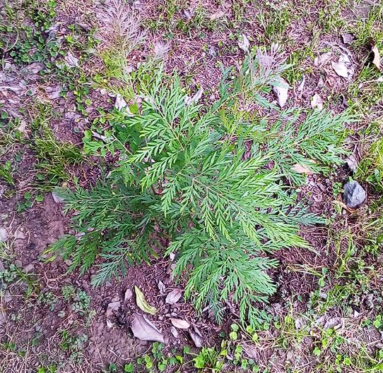 seedling