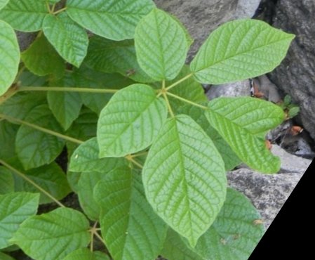 seedling