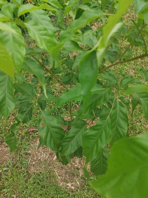 seedling