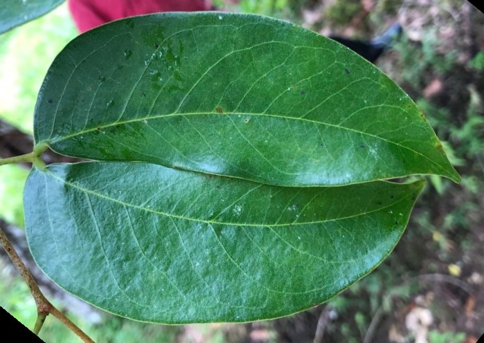 seedling