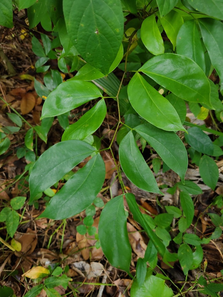 seedling