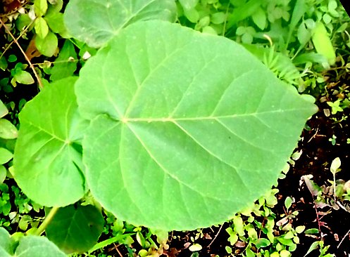 seedling
