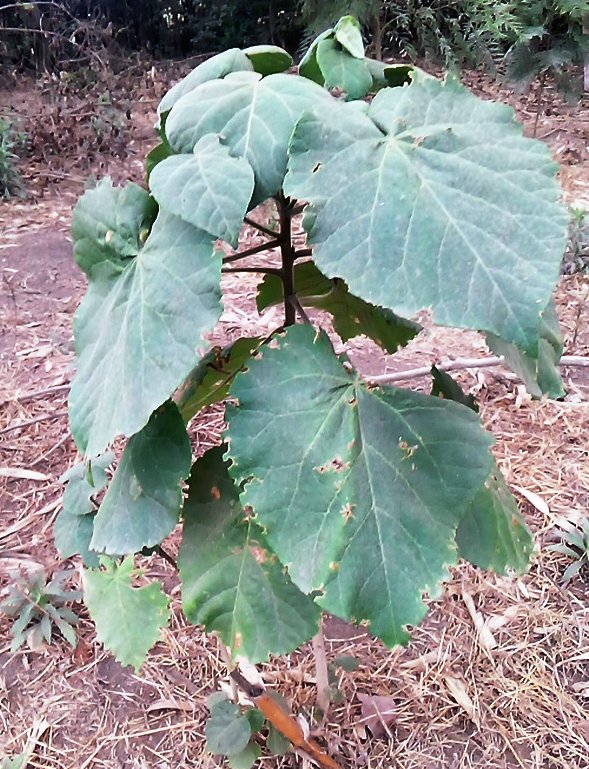 seedling