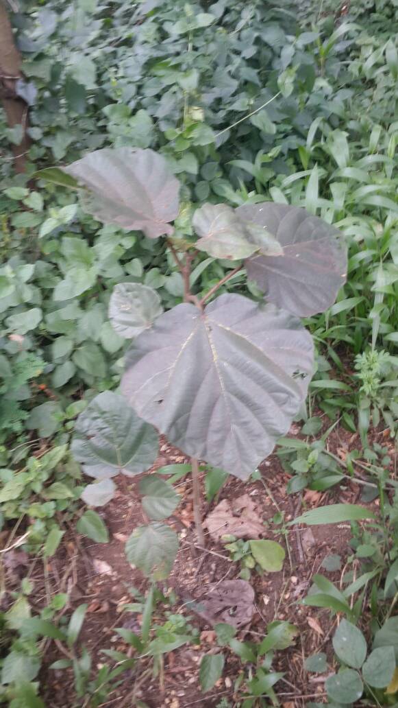 seedling